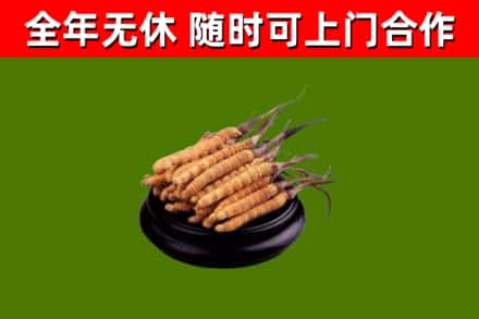 弋阳烟酒回收冬虫夏草.jpg